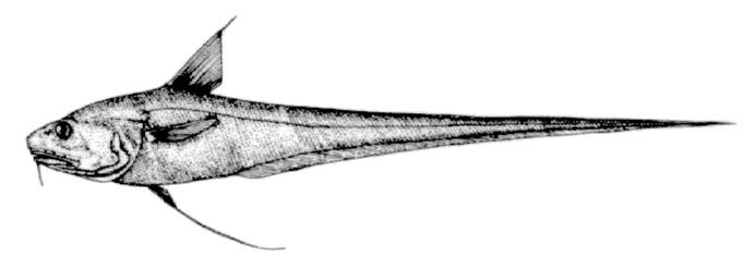 Coryphaenoides leptolepis